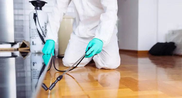 مكافحة الحشرات بالخبر